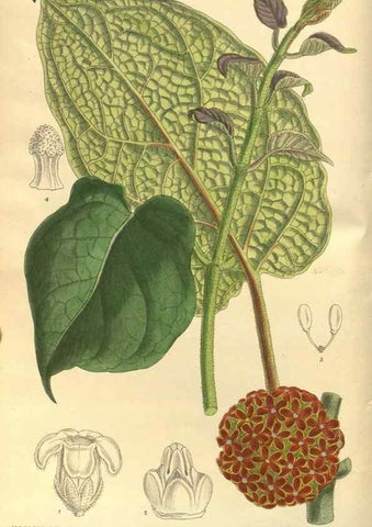 Reproducción/Reproduction 35585044700: Curtis's botanical magazine.. London ; New York [etc.] :Academic Press [etc.]