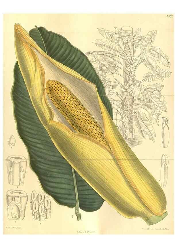 Reproducción/Reproduction 35932696026: Curtis's botanical magazine.. London ; New York [etc.] :Academic Press [etc.]