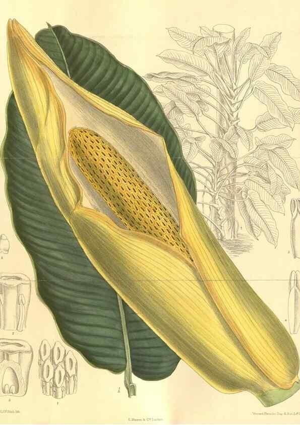 Reproducción/Reproduction 35932696026: Curtis's botanical magazine.. London ; New York [etc.] :Academic Press [etc.]