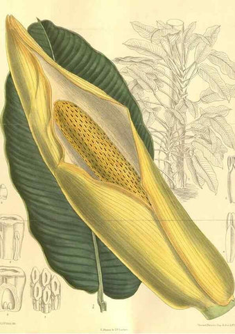 Reproducción/Reproduction 35932696026: Curtis's botanical magazine.. London ; New York [etc.] :Academic Press [etc.]