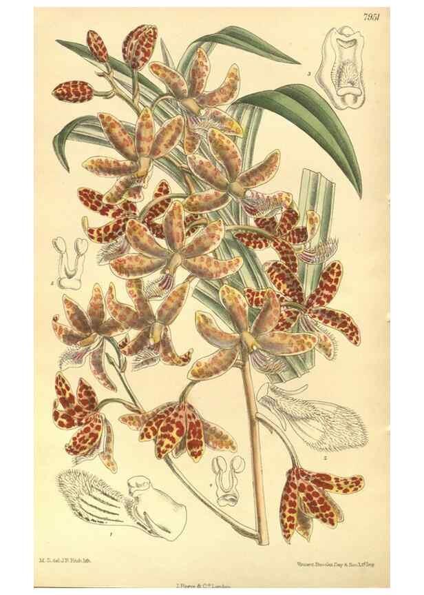 Reproducción/Reproduction 35932692926: Curtis's botanical magazine.. London ; New York [etc.] :Academic Press [etc.]