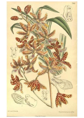 Reproducción/Reproduction 35932692926: Curtis's botanical magazine.. London ; New York [etc.] :Academic Press [etc.]
