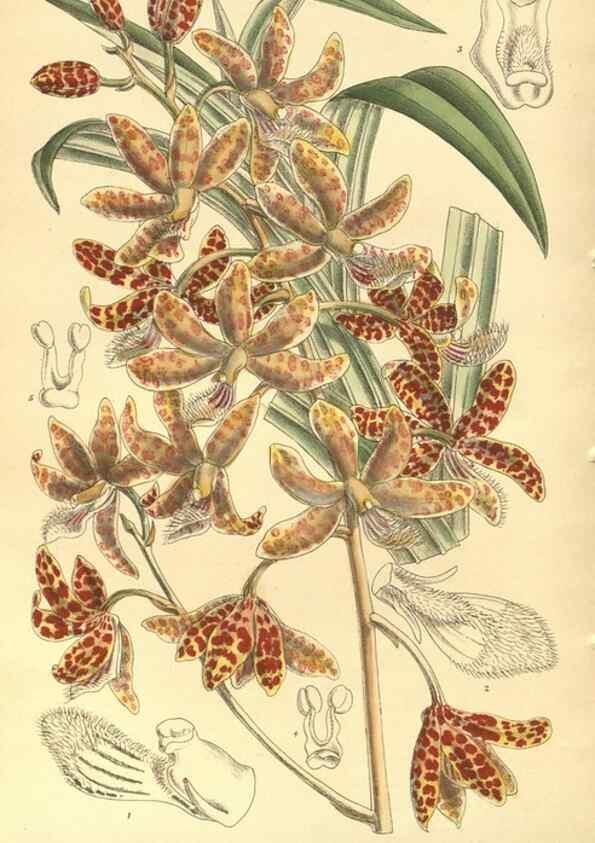 Reproducción/Reproduction 35932692926: Curtis's botanical magazine.. London ; New York [etc.] :Academic Press [etc.]