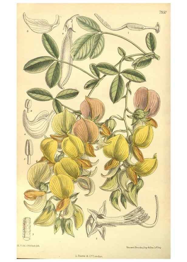 Reproducción/Reproduction 35932689416: Curtis's botanical magazine.. London ; New York [etc.] :Academic Press [etc.]