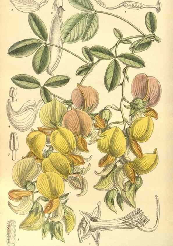Reproducción/Reproduction 35932689416: Curtis's botanical magazine.. London ; New York [etc.] :Academic Press [etc.]