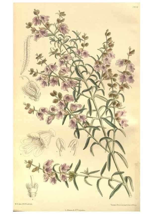 Reproducción/Reproduction 35932660176: Curtis's botanical magazine.. London ; New York [etc.] :Academic Press [etc.]