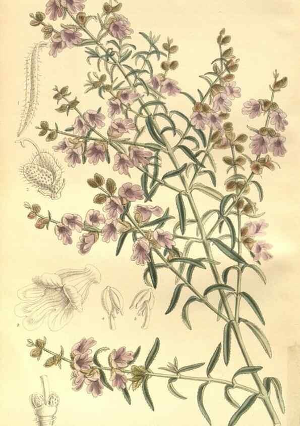 Reproducción/Reproduction 35932660176: Curtis's botanical magazine.. London ; New York [etc.] :Academic Press [etc.]