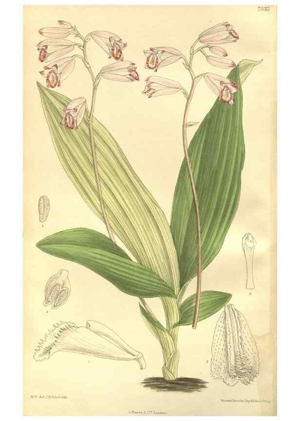 Reproducción/Reproduction 35803259772: Curtis's botanical magazine.. London ; New York [etc.] :Academic Press [etc.]