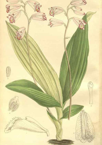 Reproducción/Reproduction 35803259772: Curtis's botanical magazine.. London ; New York [etc.] :Academic Press [etc.]