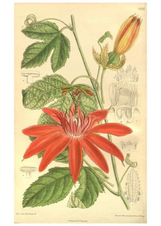 Reproducción/Reproduction 35803261352: Curtis's botanical magazine.. London ; New York [etc.] :Academic Press [etc.]