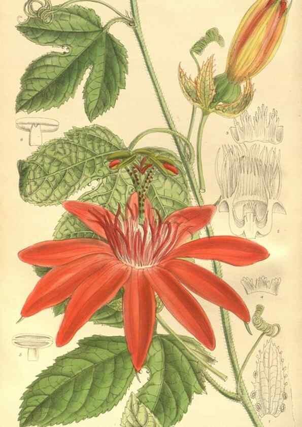 Reproducción/Reproduction 35803261352: Curtis's botanical magazine.. London ; New York [etc.] :Academic Press [etc.]