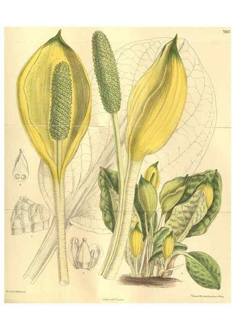 Reproducción/Reproduction 35803262462: Curtis's botanical magazine.. London ; New York [etc.] :Academic Press [etc.]