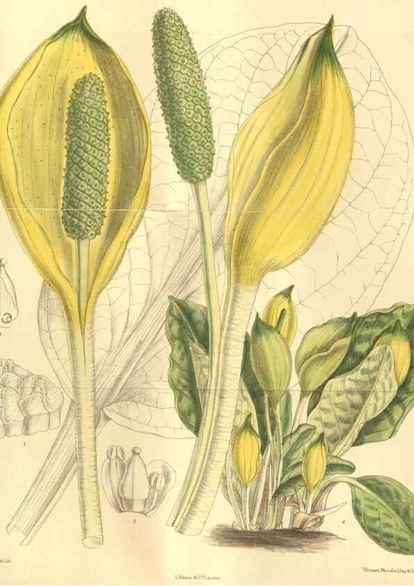 Reproducción/Reproduction 35803262462: Curtis's botanical magazine.. London ; New York [etc.] :Academic Press [etc.]
