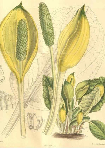 Reproducción/Reproduction 35803262462: Curtis's botanical magazine.. London ; New York [etc.] :Academic Press [etc.]
