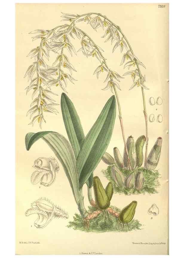Reproducción/Reproduction 35803264262: Curtis's botanical magazine.. London ; New York [etc.] :Academic Press [etc.]