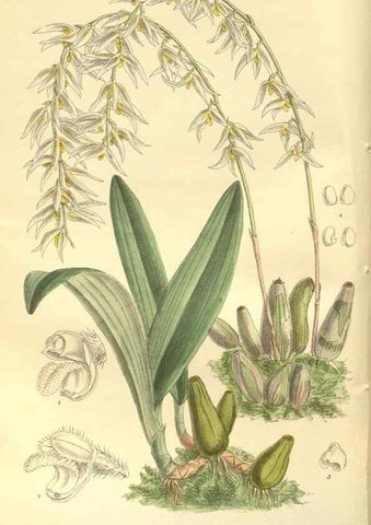 Reproducción/Reproduction 35803264262: Curtis's botanical magazine.. London ; New York [etc.] :Academic Press [etc.]