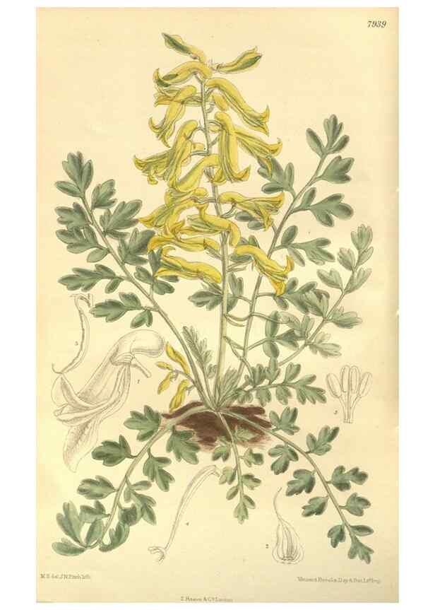Reproducción/Reproduction 35803266892: Curtis's botanical magazine.. London ; New York [etc.] :Academic Press [etc.]