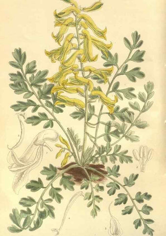 Reproducción/Reproduction 35803266892: Curtis's botanical magazine.. London ; New York [etc.] :Academic Press [etc.]