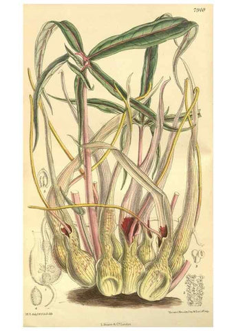 Reproducción/Reproduction 35803268722: Curtis's botanical magazine.. London ; New York [etc.] :Academic Press [etc.]