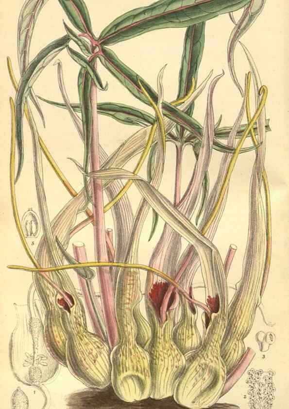 Reproducción/Reproduction 35803268722: Curtis's botanical magazine.. London ; New York [etc.] :Academic Press [etc.]