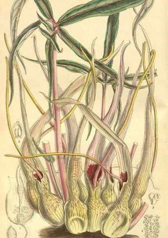 Reproducción/Reproduction 35803268722: Curtis's botanical magazine.. London ; New York [etc.] :Academic Press [etc.]