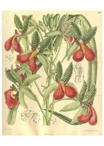 Reproducción/Reproduction 35974119665: Curtis's botanical magazine.. London ; New York [etc.] :Academic Press [etc.]