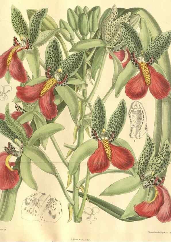 Reproducción/Reproduction 35974119665: Curtis's botanical magazine.. London ; New York [etc.] :Academic Press [etc.]
