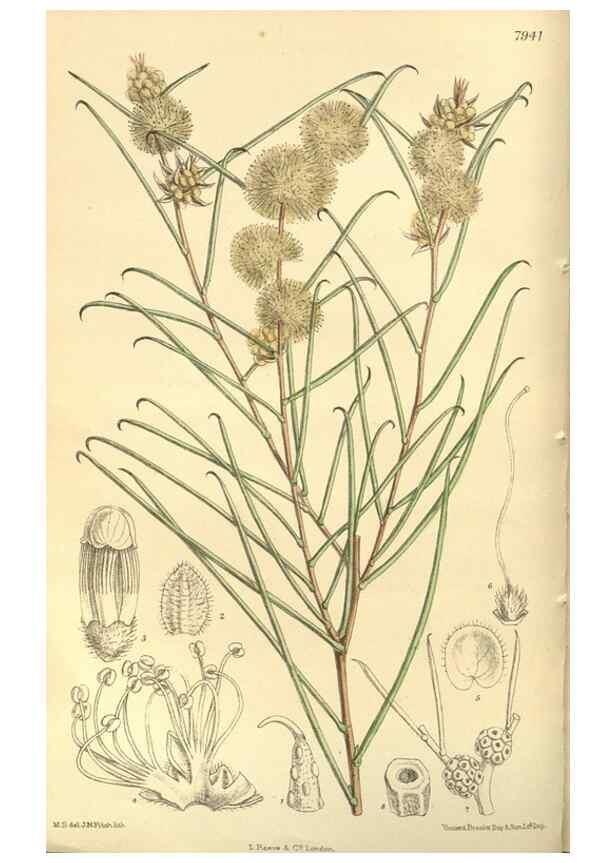 Reproducción/Reproduction 35803270772: Curtis's botanical magazine.. London ; New York [etc.] :Academic Press [etc.]