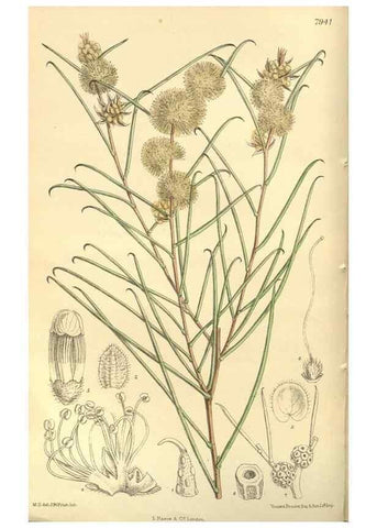 Reproducción/Reproduction 35803270772: Curtis's botanical magazine.. London ; New York [etc.] :Academic Press [etc.]
