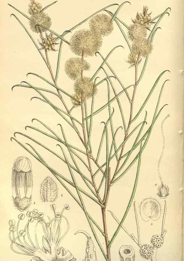 Reproducción/Reproduction 35803270772: Curtis's botanical magazine.. London ; New York [etc.] :Academic Press [etc.]