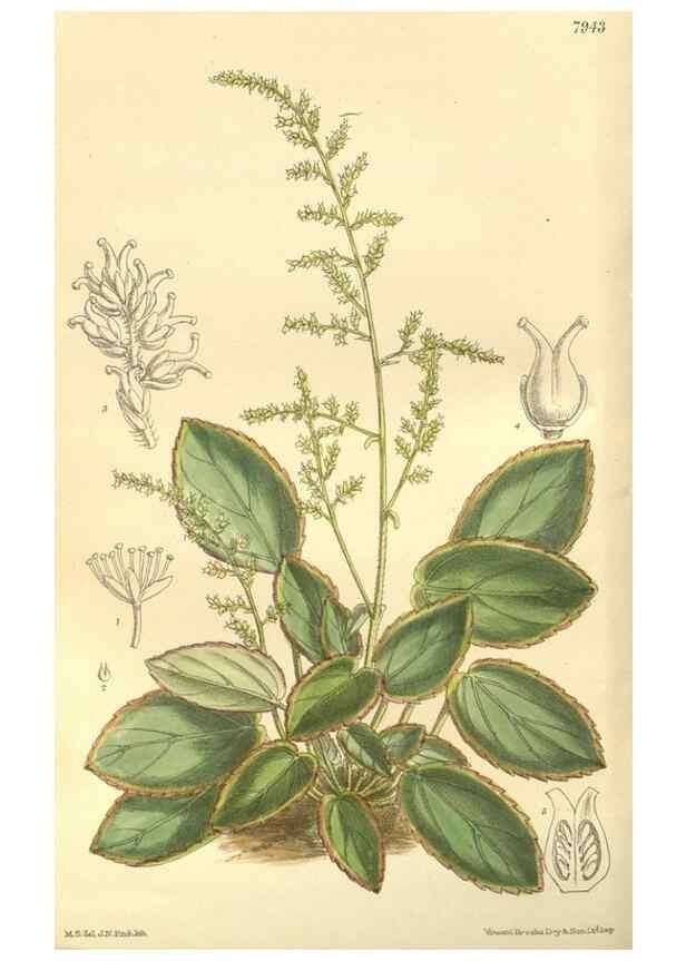 Reproducción/Reproduction 35134143854: Curtis's botanical magazine.. London ; New York [etc.] :Academic Press [etc.]
