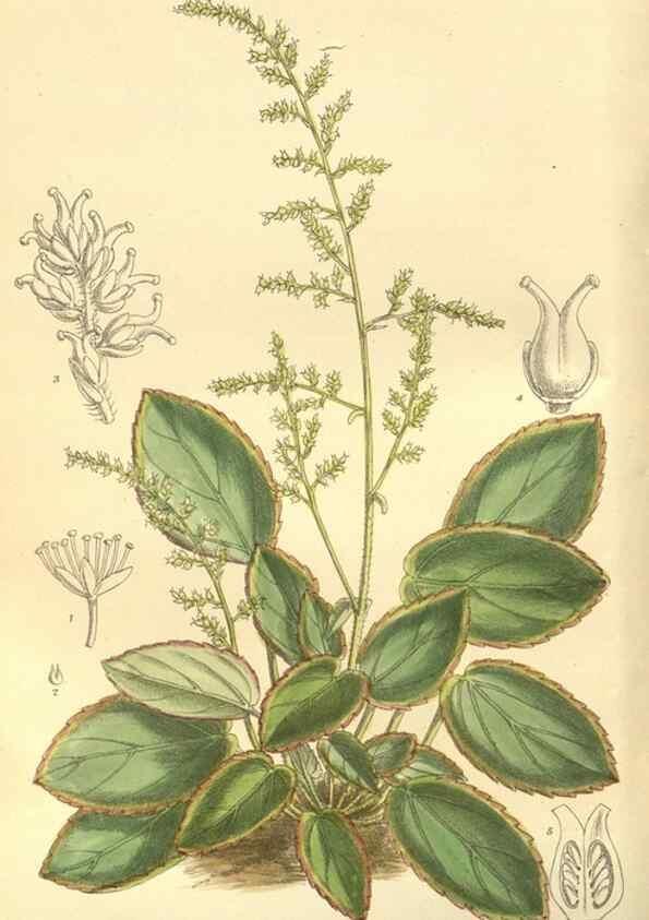 Reproducción/Reproduction 35134143854: Curtis's botanical magazine.. London ; New York [etc.] :Academic Press [etc.]