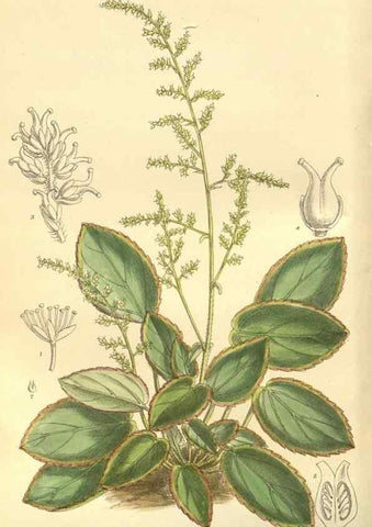 Reproducción/Reproduction 35134143854: Curtis's botanical magazine.. London ; New York [etc.] :Academic Press [etc.]