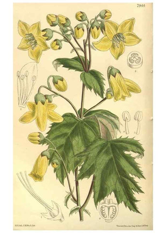 Reproducción/Reproduction 35134145264: Curtis's botanical magazine.. London ; New York [etc.] :Academic Press [etc.]