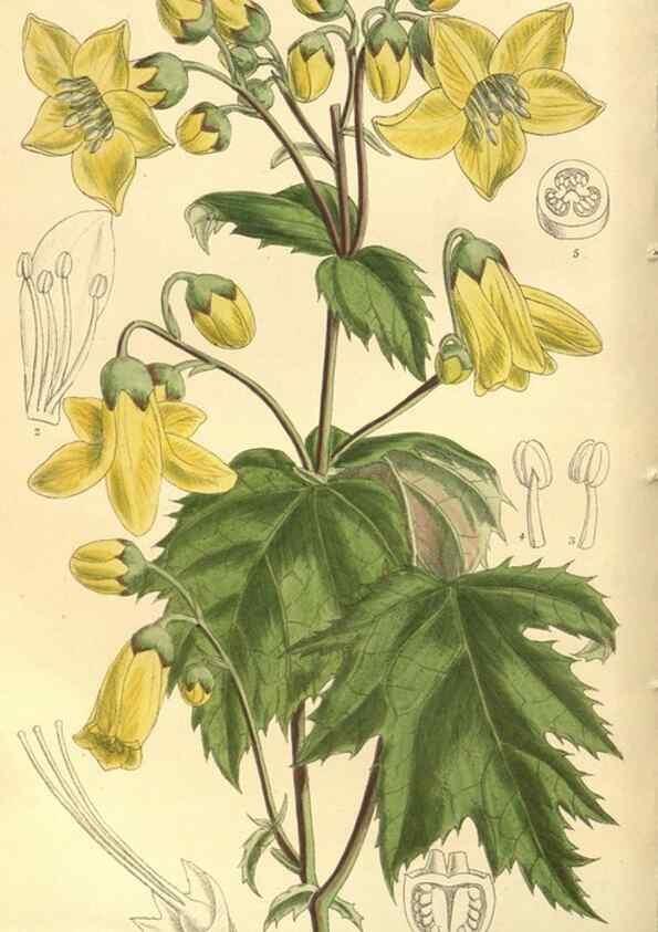 Reproducción/Reproduction 35134145264: Curtis's botanical magazine.. London ; New York [etc.] :Academic Press [etc.]