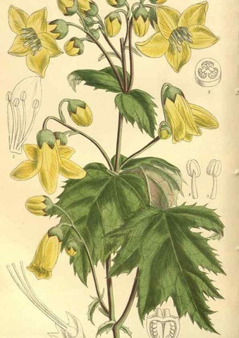 Reproducción/Reproduction 35134145264: Curtis's botanical magazine.. London ; New York [etc.] :Academic Press [etc.]