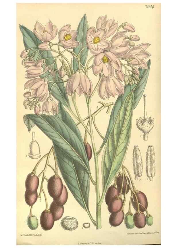 Reproducción/Reproduction 35134147014: Curtis's botanical magazine.. London ; New York [etc.] :Academic Press [etc.]