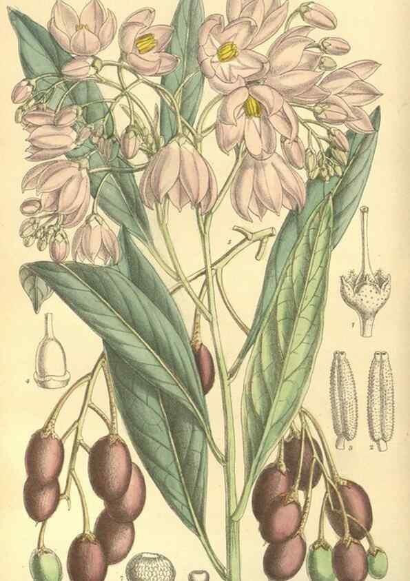 Reproducción/Reproduction 35134147014: Curtis's botanical magazine.. London ; New York [etc.] :Academic Press [etc.]