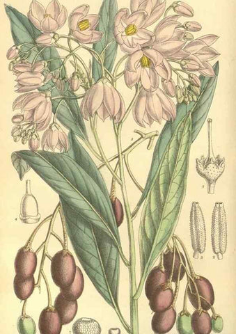 Reproducción/Reproduction 35134147014: Curtis's botanical magazine.. London ; New York [etc.] :Academic Press [etc.]