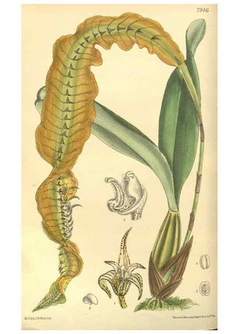 Reproducción/Reproduction 35134148974: Curtis's botanical magazine.. London ; New York [etc.] :Academic Press [etc.]