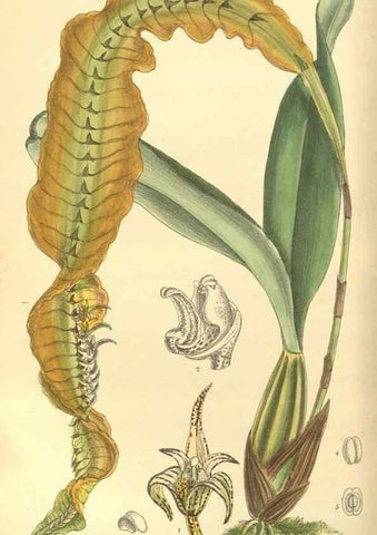 Reproducción/Reproduction 35134148974: Curtis's botanical magazine.. London ; New York [etc.] :Academic Press [etc.]