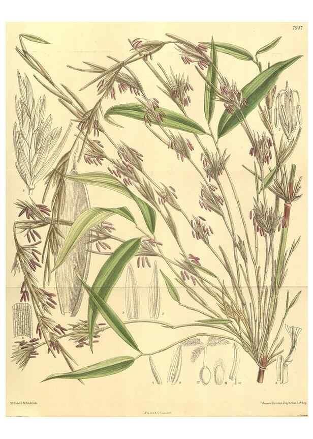 Reproducción/Reproduction 35134150684: Curtis's botanical magazine.. London ; New York [etc.] :Academic Press [etc.]