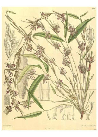 Reproducción/Reproduction 35134150684: Curtis's botanical magazine.. London ; New York [etc.] :Academic Press [etc.]