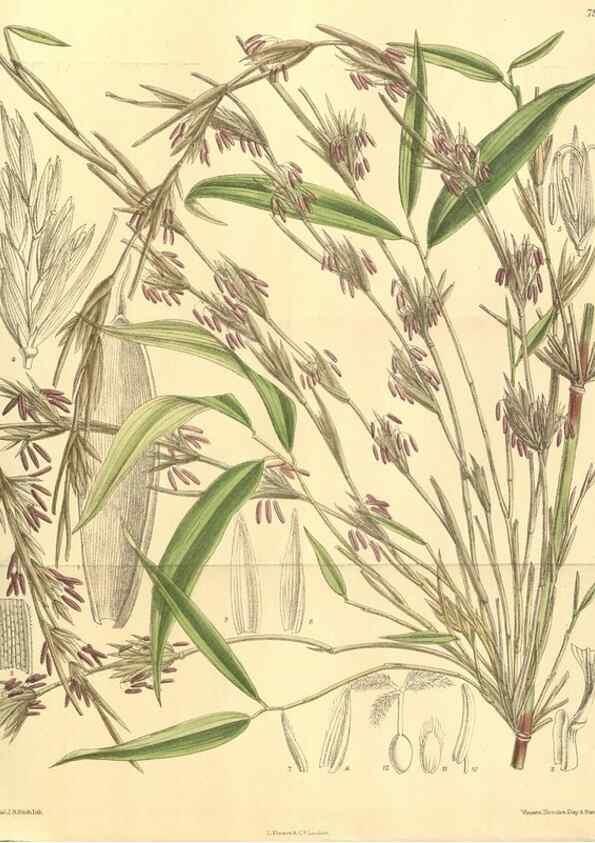 Reproducción/Reproduction 35134150684: Curtis's botanical magazine.. London ; New York [etc.] :Academic Press [etc.]