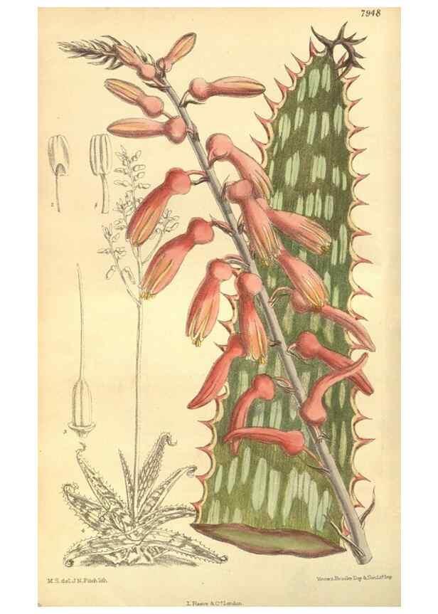 Reproducción/Reproduction 35134152304: Curtis's botanical magazine.. London ; New York [etc.] :Academic Press [etc.]
