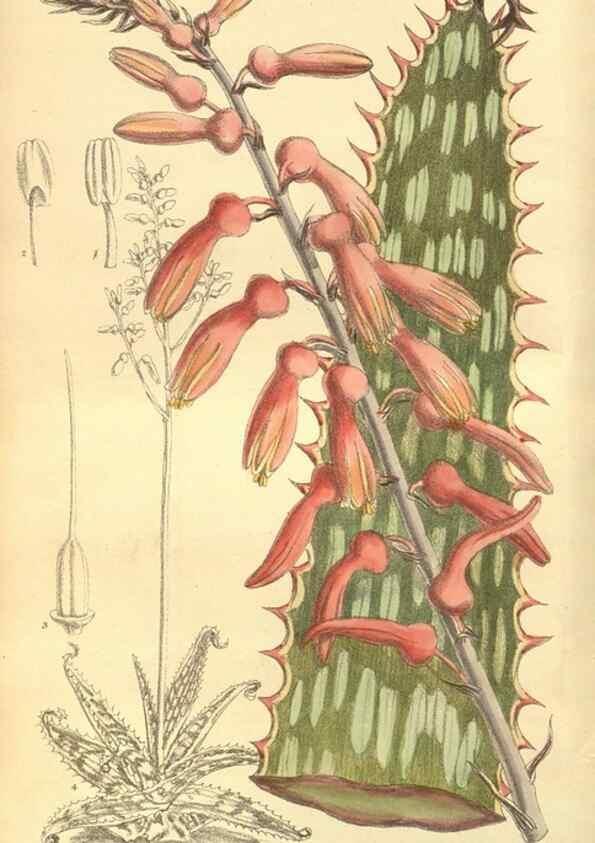 Reproducción/Reproduction 35134152304: Curtis's botanical magazine.. London ; New York [etc.] :Academic Press [etc.]