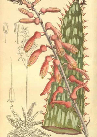 Reproducción/Reproduction 35134152304: Curtis's botanical magazine.. London ; New York [etc.] :Academic Press [etc.]