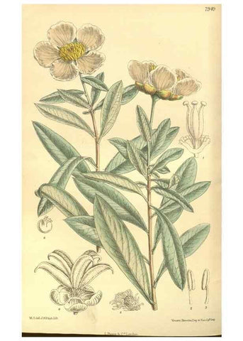 Reproducción/Reproduction 35585034940: Curtis's botanical magazine.. London ; New York [etc.] :Academic Press [etc.]