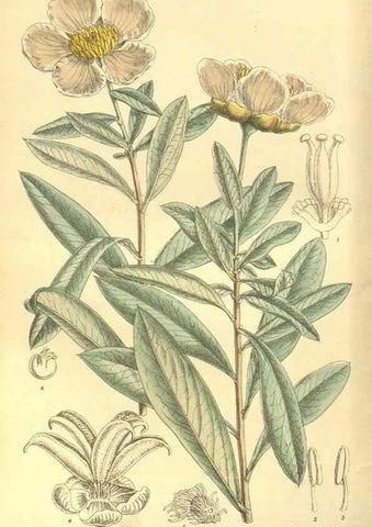 Reproducción/Reproduction 35585034940: Curtis's botanical magazine.. London ; New York [etc.] :Academic Press [etc.]