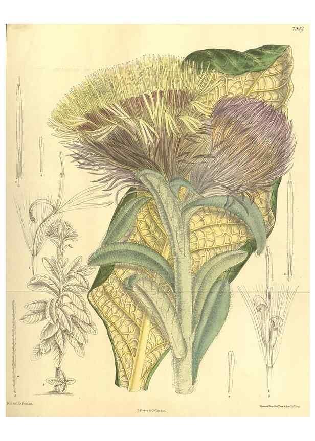 Reproducción/Reproduction 35134142624: Curtis's botanical magazine.. London ; New York [etc.] :Academic Press [etc.]